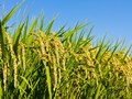 Seawater Rice: Scientists Discover Salt-tolerant Rice Varieties
