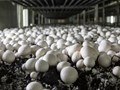 Polyhouse Mushroom Cultivation: Best Varieties, Specifications, Growth Media, Process, and Tips