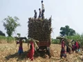 Farmers in Mysuru Raise Concerns About Agricultural Difficulties Ahead of Karnataka Budget