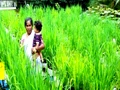Kerala Homemaker Who Yields 45Kg Paddy from her Terrace Every Year Gives Tips for Small Scale Paddy Cultivation