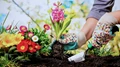 How is Gardening Good for Your Mental Health?