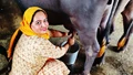 Dairy Farming: Easy & Effective Home Remedies for Increased Milk Production in Cows & Buffaloes