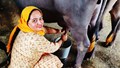 Dairy Farming: Easy & Effective Home Remedies for Increased Milk Production in Cows & Buffaloes
