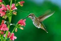 Pollination by Birds can be Advantageous, as per Study