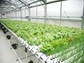Sikkim to Launch Modern Technology of Hydroponics, Aquaponics & Rooftop Farming on February 22