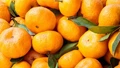 Tangerine Vs. Orange: Know the Difference & Similarities
