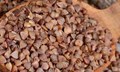 Buckwheat (Kuttu) Cultivation: How to Grow this Indigenous Crop? A Complete Guide