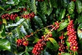 Timely Rainfall Brings Good Prospects for Coffee  Growing Regions