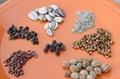 Top 5 Websites to Buy Seeds in India