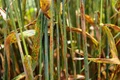 Wheat Diseases: Symptoms and Treatment