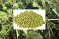Moong Cultivation: A Complete Guide