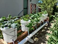 Hydroponic Farming: A Step By Step Guide To Set Up Dutch Bucket Hydroponic System