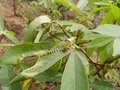 Research Insights: Invasive Alien Species Poses Threat to Agriculture and Biodiversity in Africa