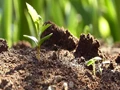 Must Read! A Fascinating Study on Newly Discovered Soil Viruses
