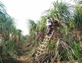 UP Farmer Does Wonders; Grows 23 Feet Tall Sugarcane & Earns Triple Profit