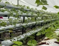 “GetGrow Vertical Farming Solutions” Can Increase Yield By 7 Times, Interesting Facts & Figures Inside