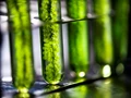Hydroponic Farming: Microalgae Could Be An Added Advantage For Your Hydroponic System