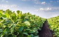 Soybean Crops Planted Near Pollinator Habitat Produce Larger Soybeans: Research