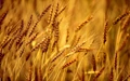 Wheat and Poultry Exports May Rise in India Amid Ukrainian Crisis