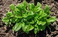 8 Unique Spinach Cultivars to Grow in Your Garden
