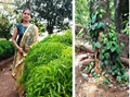 Profitable Agriculture: This Woman Farmer is Earning Lakhs Through Mixed-Cropping Technique in Her Coconut Gardens