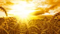 Govt Plans to Procure 44.4 million tonnes of Wheat & 4.3 million tonnes of Rabi Rice