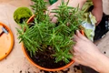 How to Grow Rosemary Indoors – Tips & Tricks