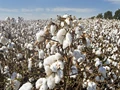 Pink Bollworm in Cotton: ICAR Organizes Farmer Training Camps for Management of this Deadly Disease
