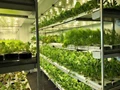 Investing in Hydroponics Farming is a Profitable Deal? Find Inside
