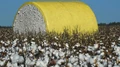 Allow Duty-Free Imports of 40 Lakh Bales of Cotton to Avoid Job Losses: SIMA