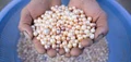 Government Is Providing 50% Subsidy for Pearl Farming; Invest Rs 25000 & Earn Up To Rs 3 Lakh