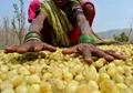 The Legacy of Mahua a “Lifesaving” Edible Flower