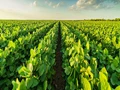 New Research Claims Regenerative Agriculture Crops have More Nutritional Benefits