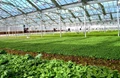 Government Offers 50% Subsidy and Quick Loans for Greenhouse Farming
