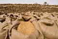 India Fourfolds Wheat Production, Plans Export to Largest Consumer Nations