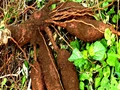 More Farmers Will Get Seed Materials of Drought-Resistant Cassava