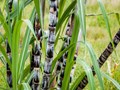Grow Sugarcane At Home; Guide To Grow Sugarcane In Pots Or Buckets!
