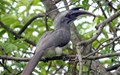 Indian Grey Hornbill Reinstate to Gir after Decades of Absence