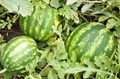 How to Cultivate Watermelons in India? The Ultimate Guide!