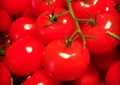 Tomato Cultivation: A Complete Guide To Grow Tomatoes At Home