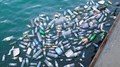 UN Environment Assembly Resolves to Put an End to Plastic Pollution