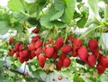 How to Cultivate Strawberries at Home: A Step by Step Guide!