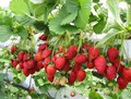 How to Cultivate Strawberries at Home: A Step by Step Guide!