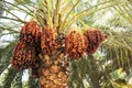Date Palm (Khajur) Cultivation In Rajasthan Has Changed The Fortune Hundred's Of Farmers