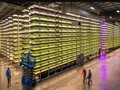 Vertical Farming Companies: These 5 Players are Proving The Future of Farming is “Looking Up”