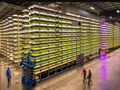 Vertical Farming Companies: These 5 Players are Proving The Future of Farming is “Looking Up”