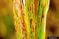 Rice Diseases & Symptoms along with 4 Effective Management Strategies