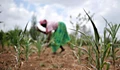 Droughts Due to Climate Change are Major Source of Food Insecurity: IPCC Report