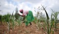 Droughts Due to Climate Change are Major Source of Food Insecurity: IPCC Report