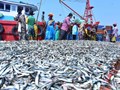 PMMSY Scheme: Innovative Fish Farming Project Receives Rs. 25 Cr From Centre